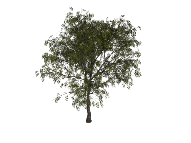 European mountain-ash tree 3d rendering