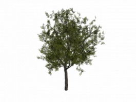 European rowan tree 3d model preview