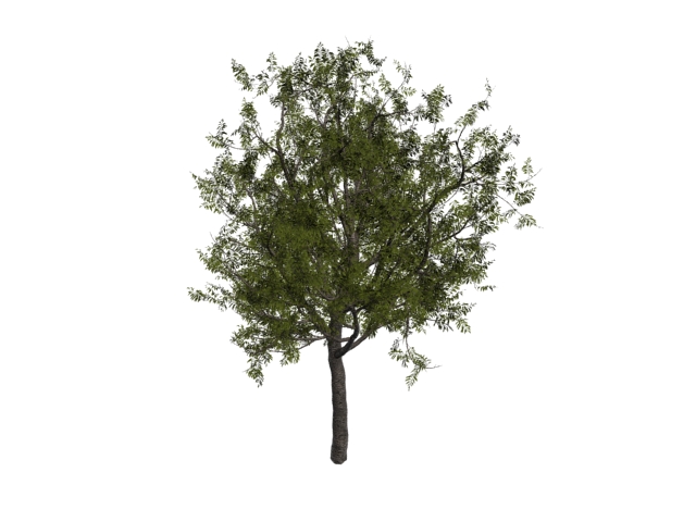 European rowan tree 3d rendering