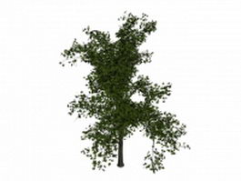Norway maple tree 3d model preview