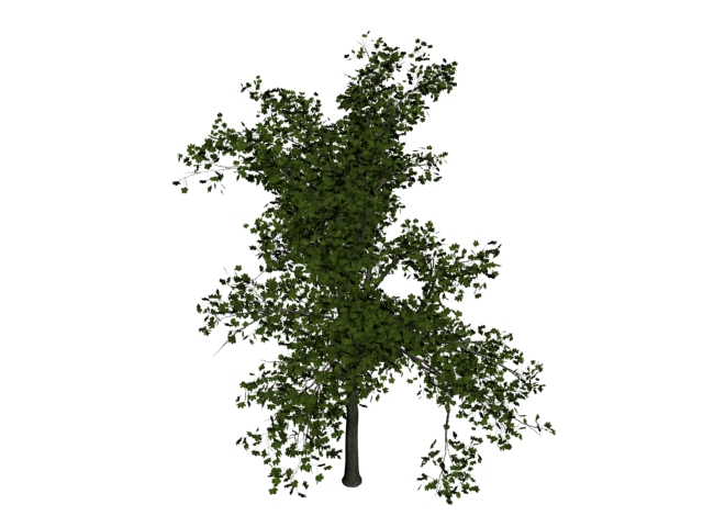 Norway maple tree 3d rendering