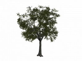 American linden tree 3d model preview