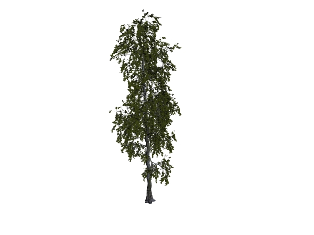 White poplar tree 3d rendering