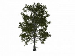 European aspen tree 3d model preview