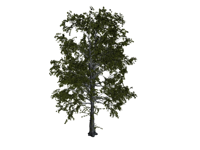 European aspen tree 3d rendering