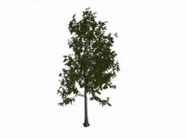 Mountain or golden aspen tree 3d model preview