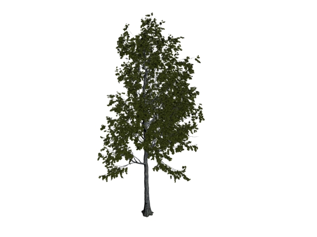 Mountain or golden aspen tree 3d rendering