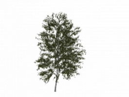 European white birch tree 3d model preview