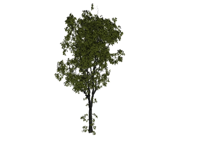 American elm tree 3d rendering