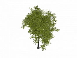 White mulberry tree 3d model preview