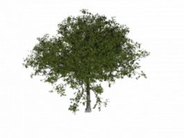 Apple tree 3d model preview
