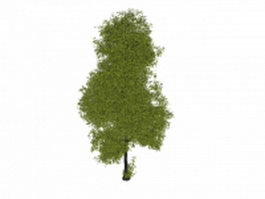 Australian oak tree 3d model preview
