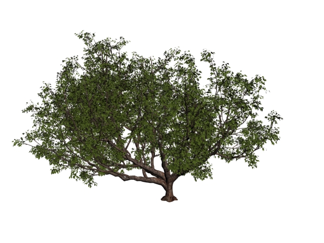 Common pear tree 3d rendering