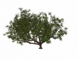 Common pear tree 3d model preview