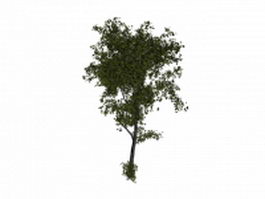 White basswood tree 3d model preview