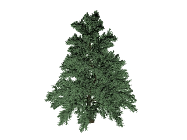 Whitebark pine 3d rendering