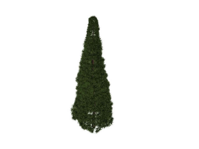 Swiss stone pine 3d rendering