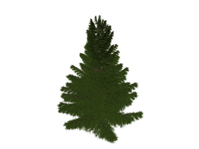 Maritime pine tree 3d rendering