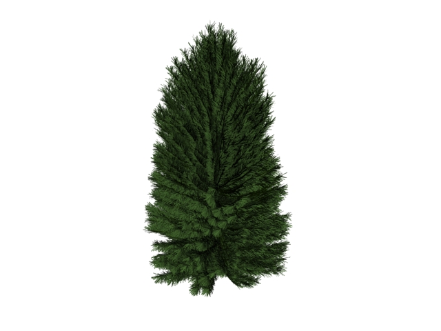 Single-leaf pinyon 3d rendering