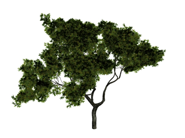 Walnut tree 3d rendering