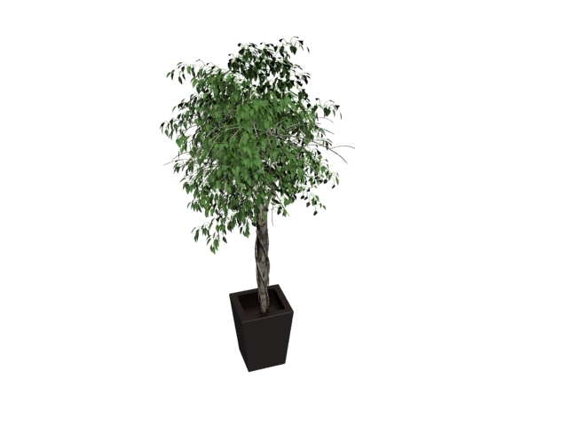 Potted tree with black pot 3d rendering