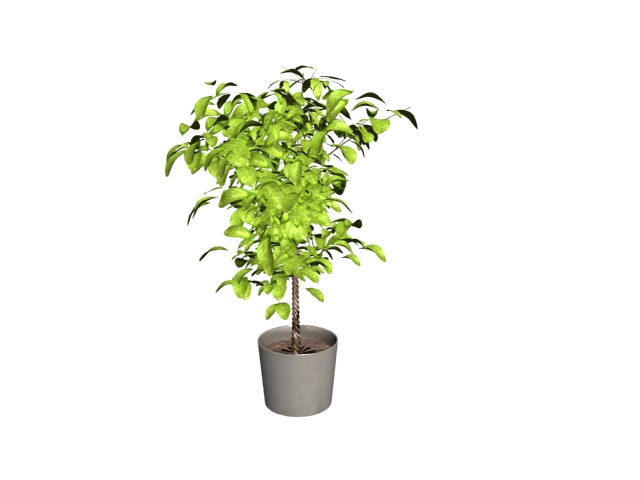 Potted pachira aquatica with braided tree trunk 3d rendering