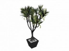 Bonsai potted hoop pine 3d preview