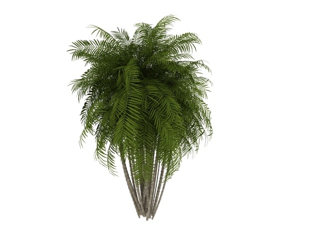 Pacaya palm tree 3d rendering