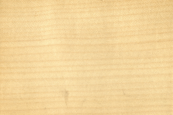 Sycamore maple wood grain texture