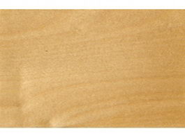 European white birch wood grain texture