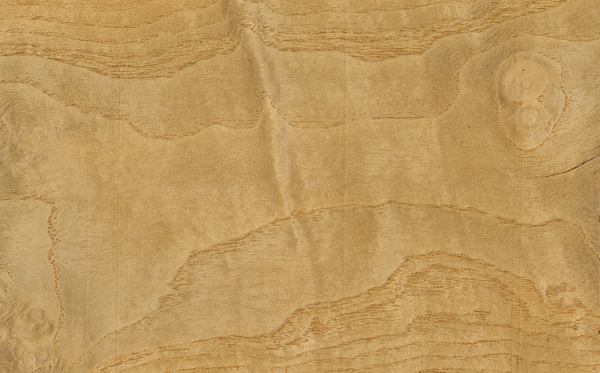 Ash burl wood grain texture