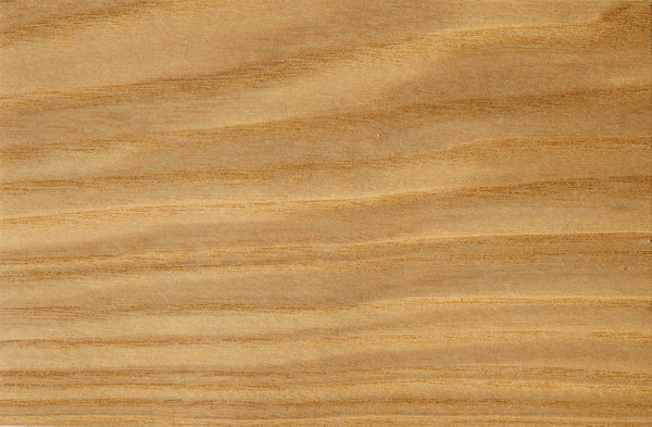 Closeup of ash wood grain texture