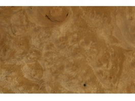 Burl woodgrain texture