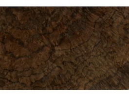 American chestnut wood burl texture