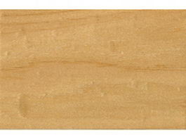 Canada Elm wood texture