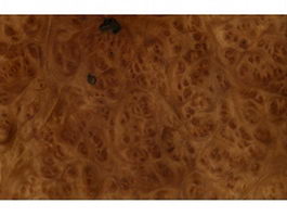Elm burl wood texture