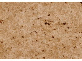 Brown antique paper with stains texture