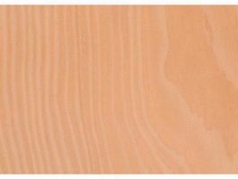 Birch wood grained texture