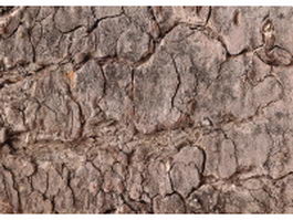 Old dry bark texture