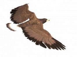 Golden eagle 3d model preview