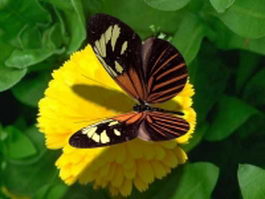 Butterfly flying around a flower 3d model preview
