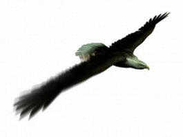 Bald eagle flying 3d model preview