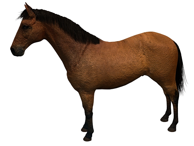 Domestic horse 3d rendering