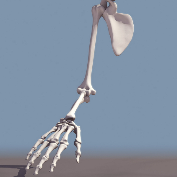 Skeleton of Upper Extremity 3d rendering