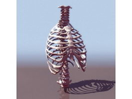 Thorax bone anatomy 3d model preview