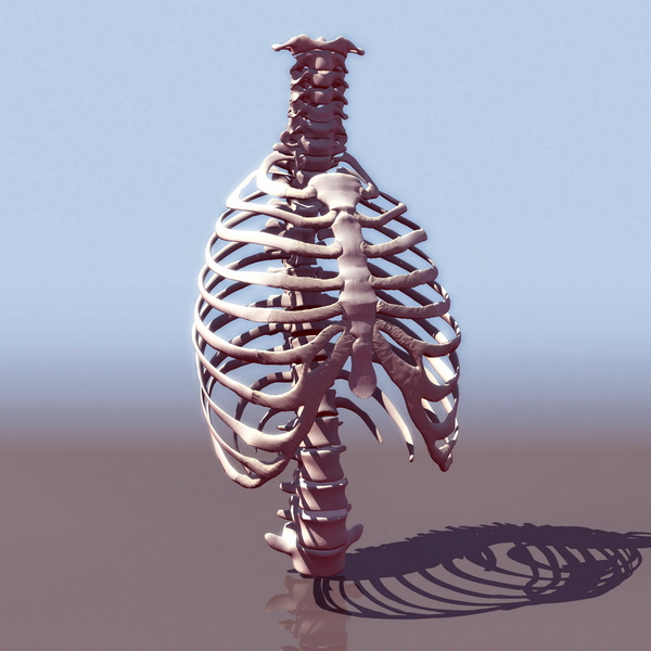 Thorax bone anatomy 3d rendering