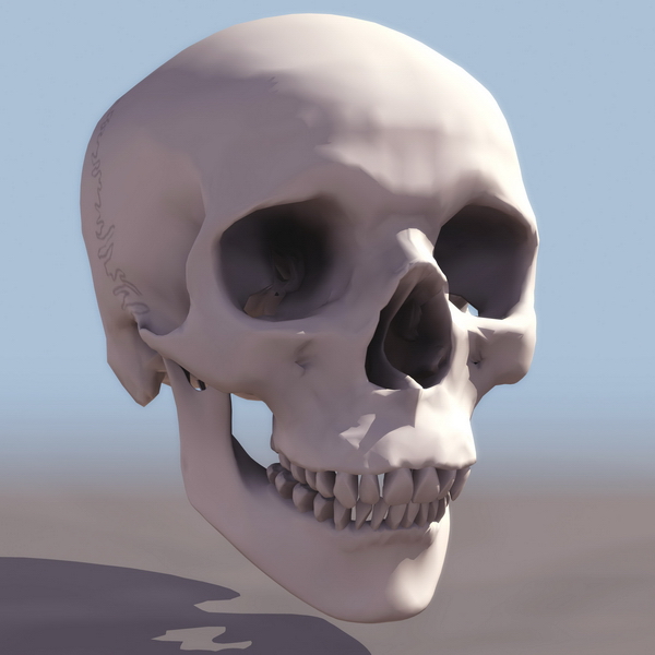 Human skull anatomy 3d rendering