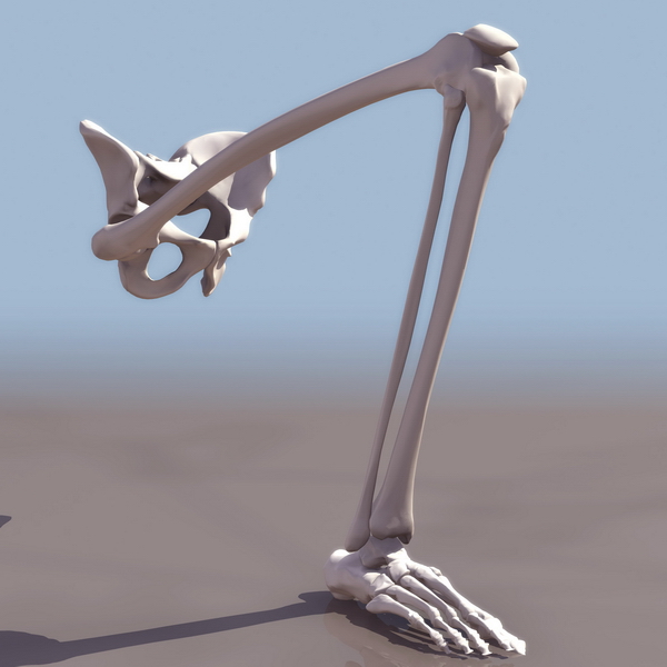 Lower extremity bones 3d rendering