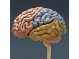 Location of the human cerebrum 3d model preview