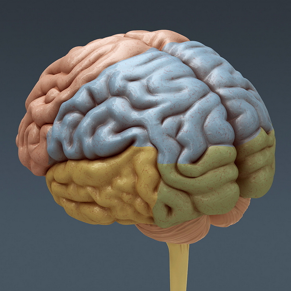 Location of the human cerebrum 3d rendering